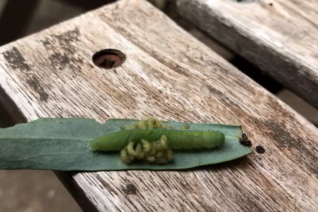 How to handle Australia's 'plague' of cabbage-chomping butterflies, Australia news