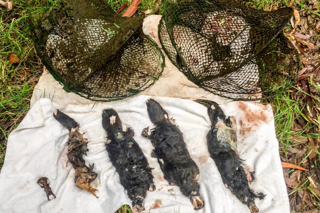 Victoria bans enclosed yabby nets to protect our iconic platypus – Cesar  Australia