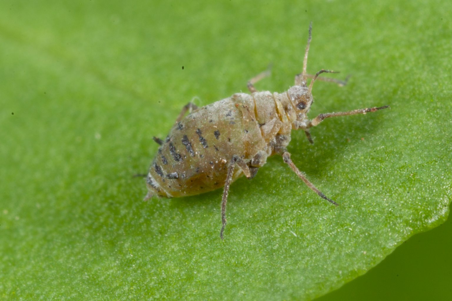 Cabbage aphid Cesar Australia