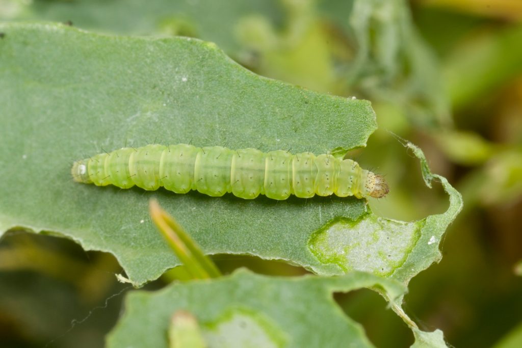 Monitoring for diamondback moth this spring Cesar Australia