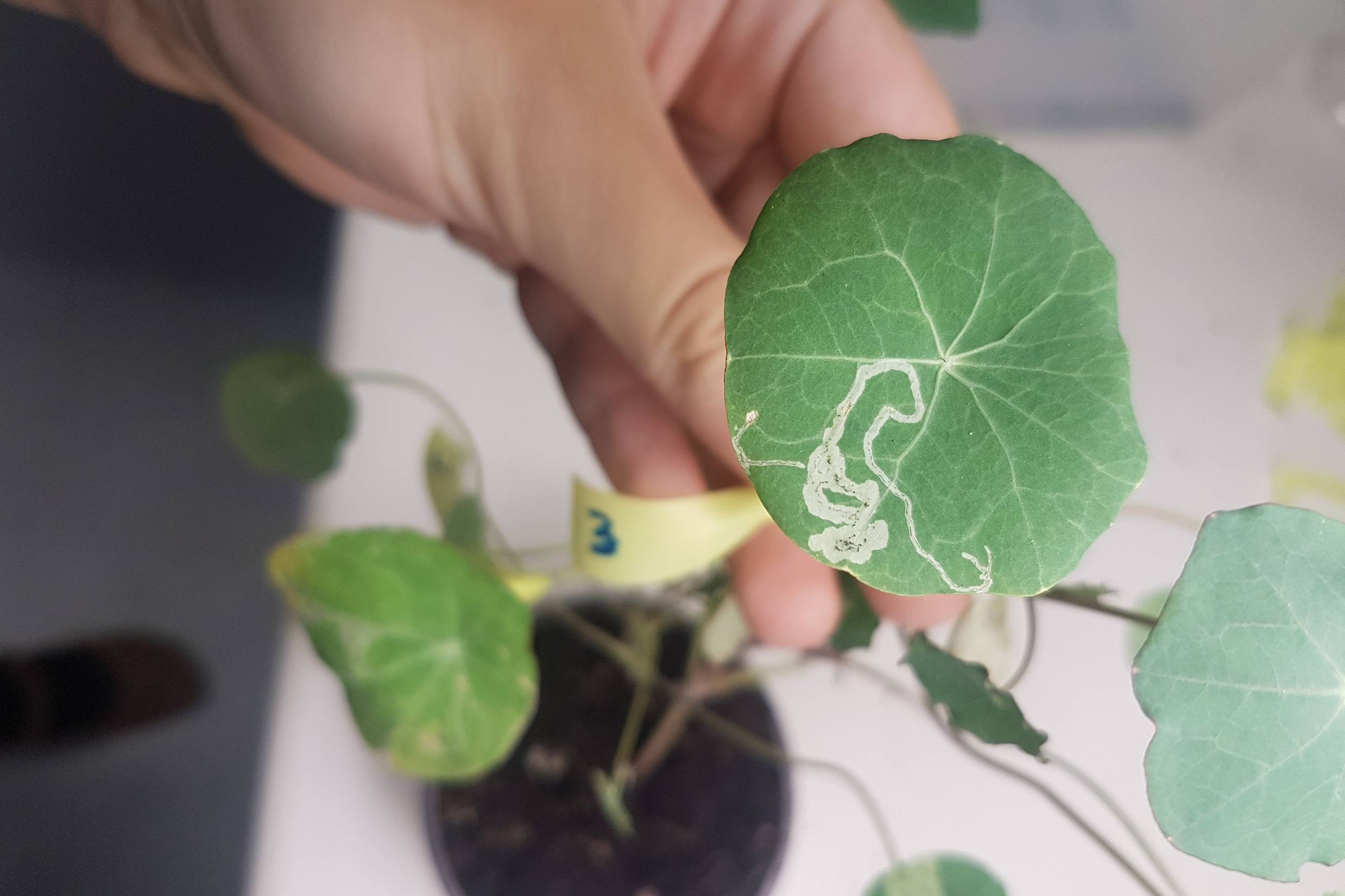 The serpentine leafminer detected in Australia Cesar Australia