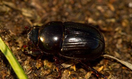 bug identification - What is this round, shiny black bug, about