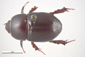 African black beetle – Cesar Australia