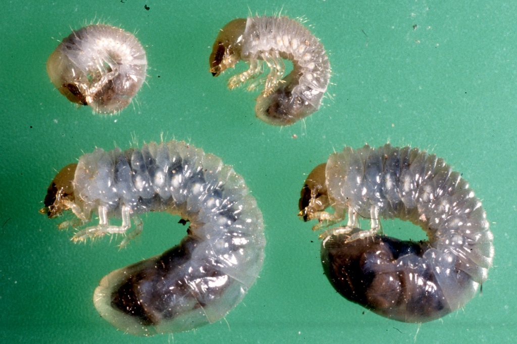 beetle larvae