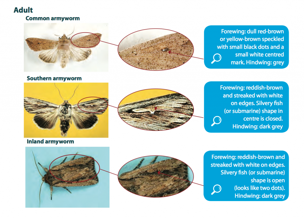 armyworm identification