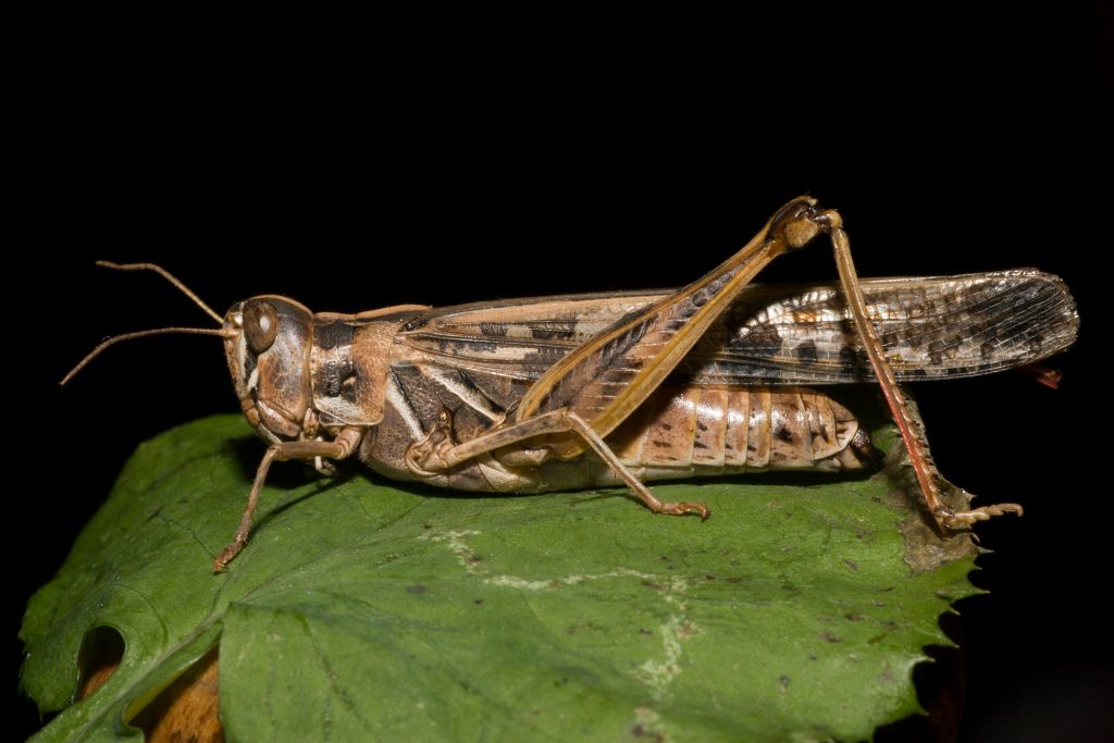 Australian locust – Australia