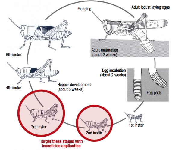 locust life cycle