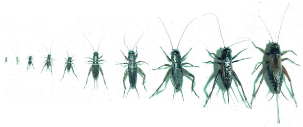 cricket life cycle