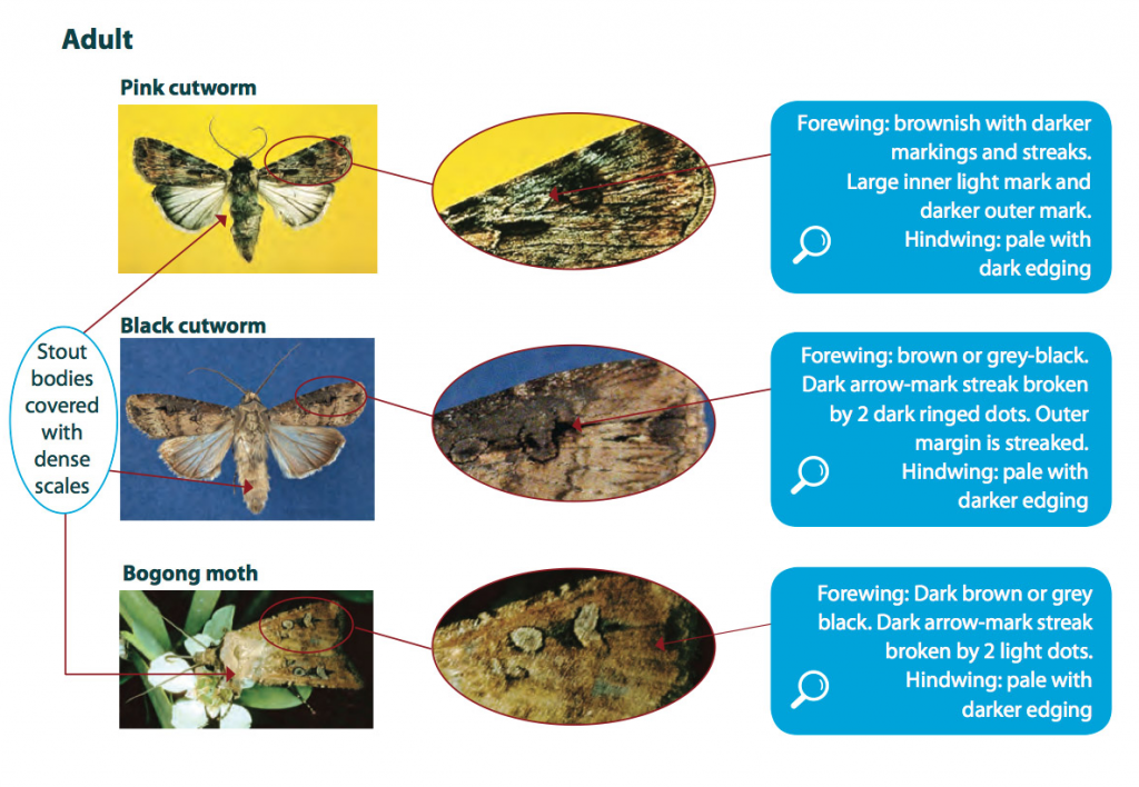 cutworms life cycle