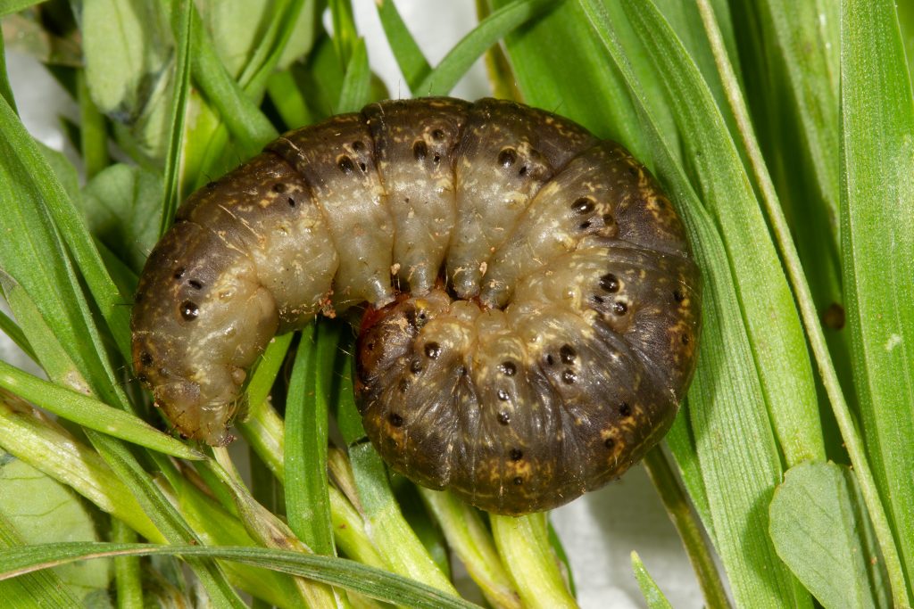 cutworm caterpillar