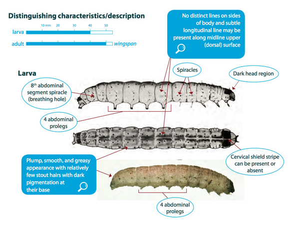 cutworm caterpillar