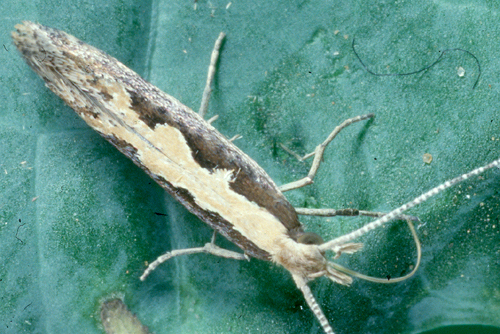 Diamondback Moth - Prevention and Control