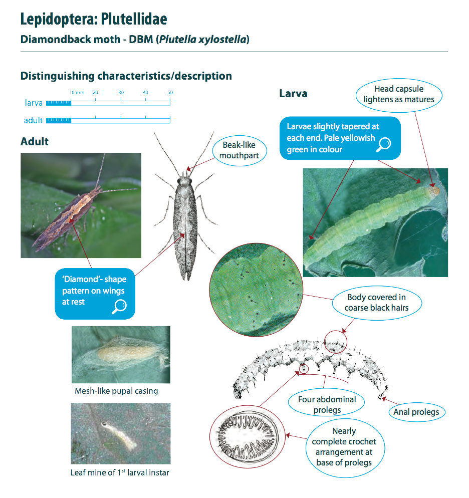 Diamondback moth characteristics Cesar Australia