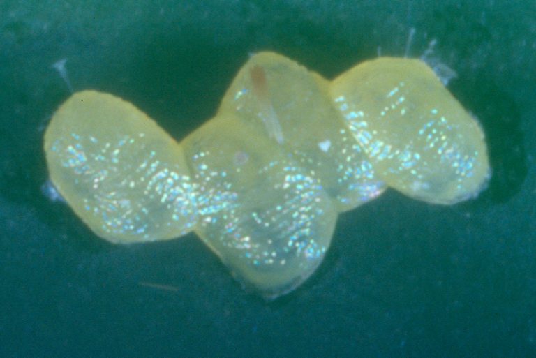 Diamondback moth eggs Cesar Australia