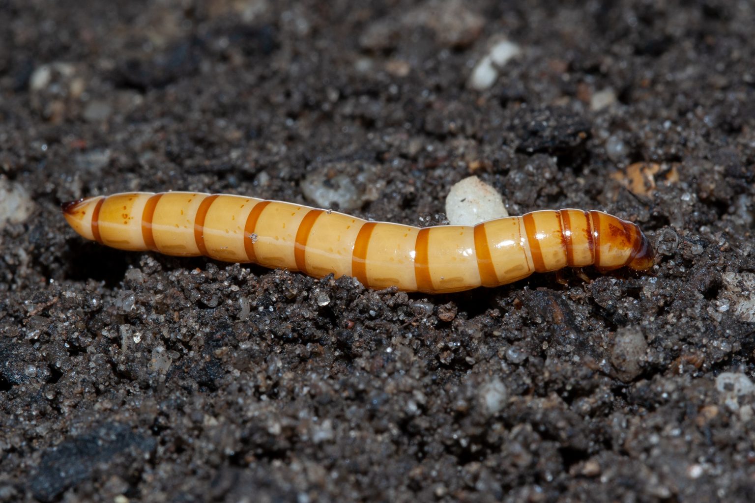 Eastern false wireworm Cesar Australia