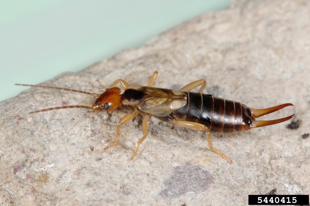 Brown earwig discount