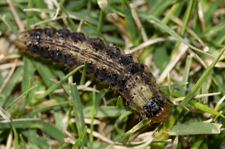 Corn earworm Cesar Australia