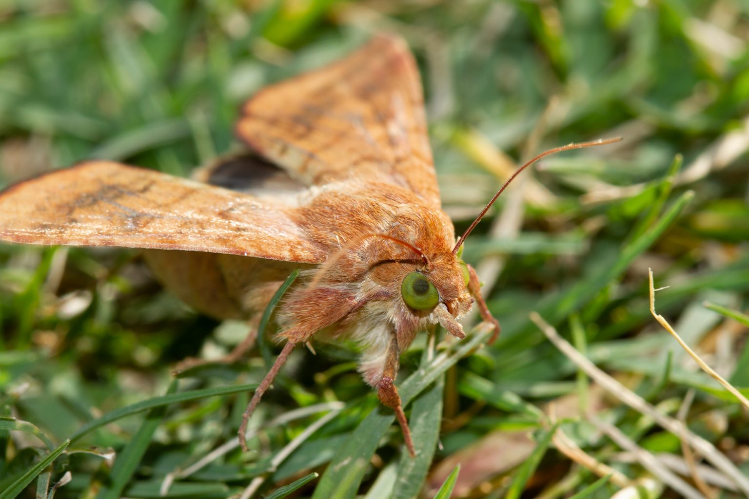 Corn earworm Cesar Australia