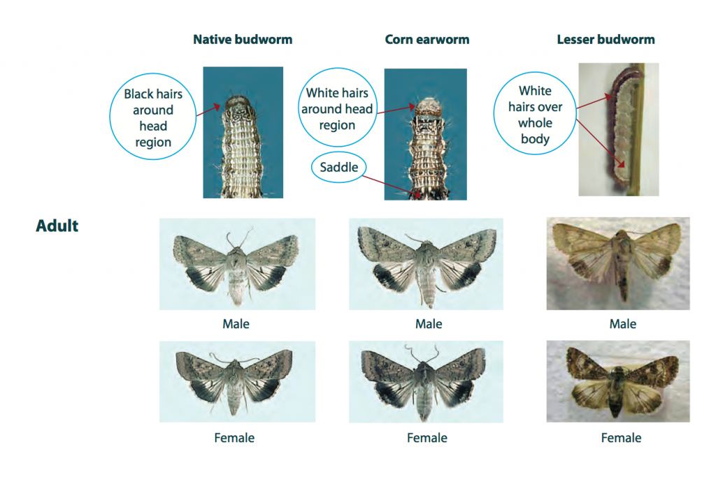 Corn Earworm Life Cycle