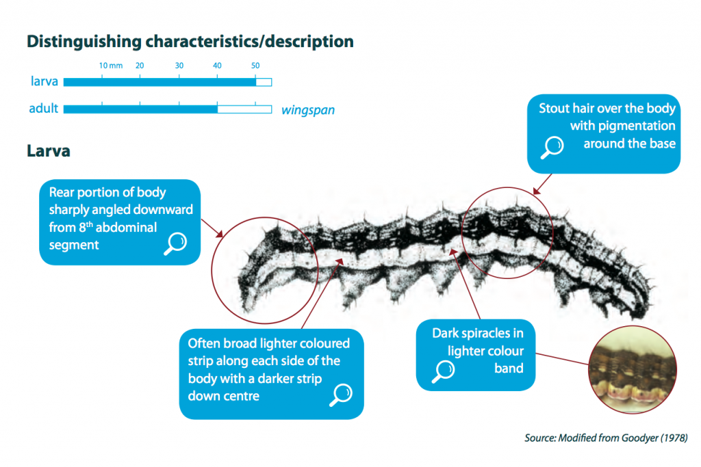 Corn Earworm Life Cycle