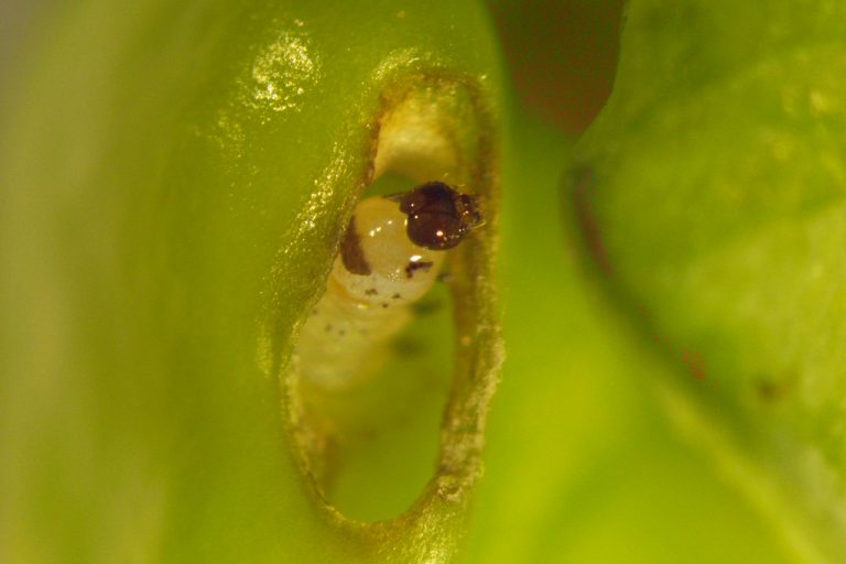 Lucerne seed web moth larva in pod Cesar Australia