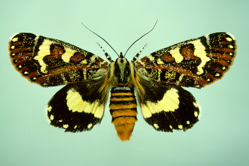 Brown Day Feeding Moths