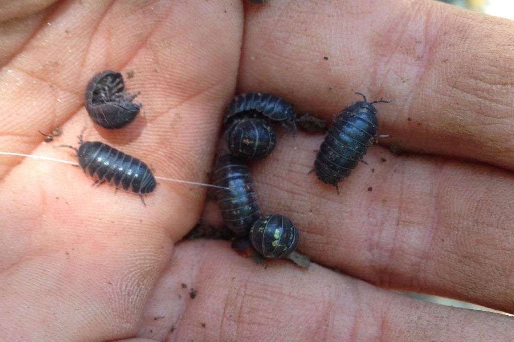 sow bug vs pill bug