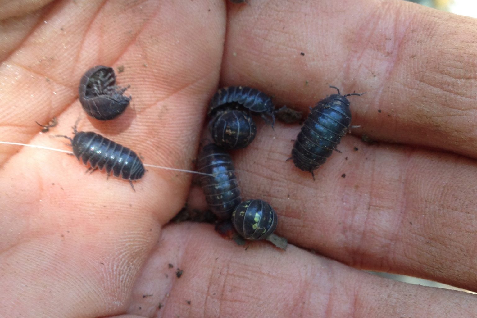Pill bug and common rough woodlouse Cesar Australia