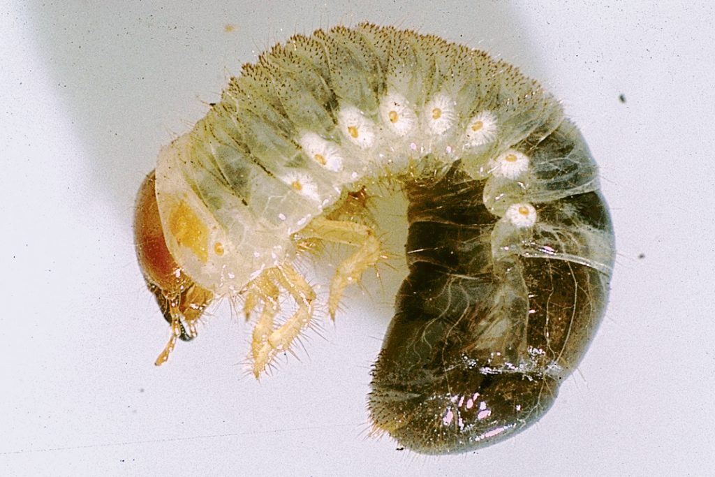 Redheaded pasture cockchafer – Cesar Australia