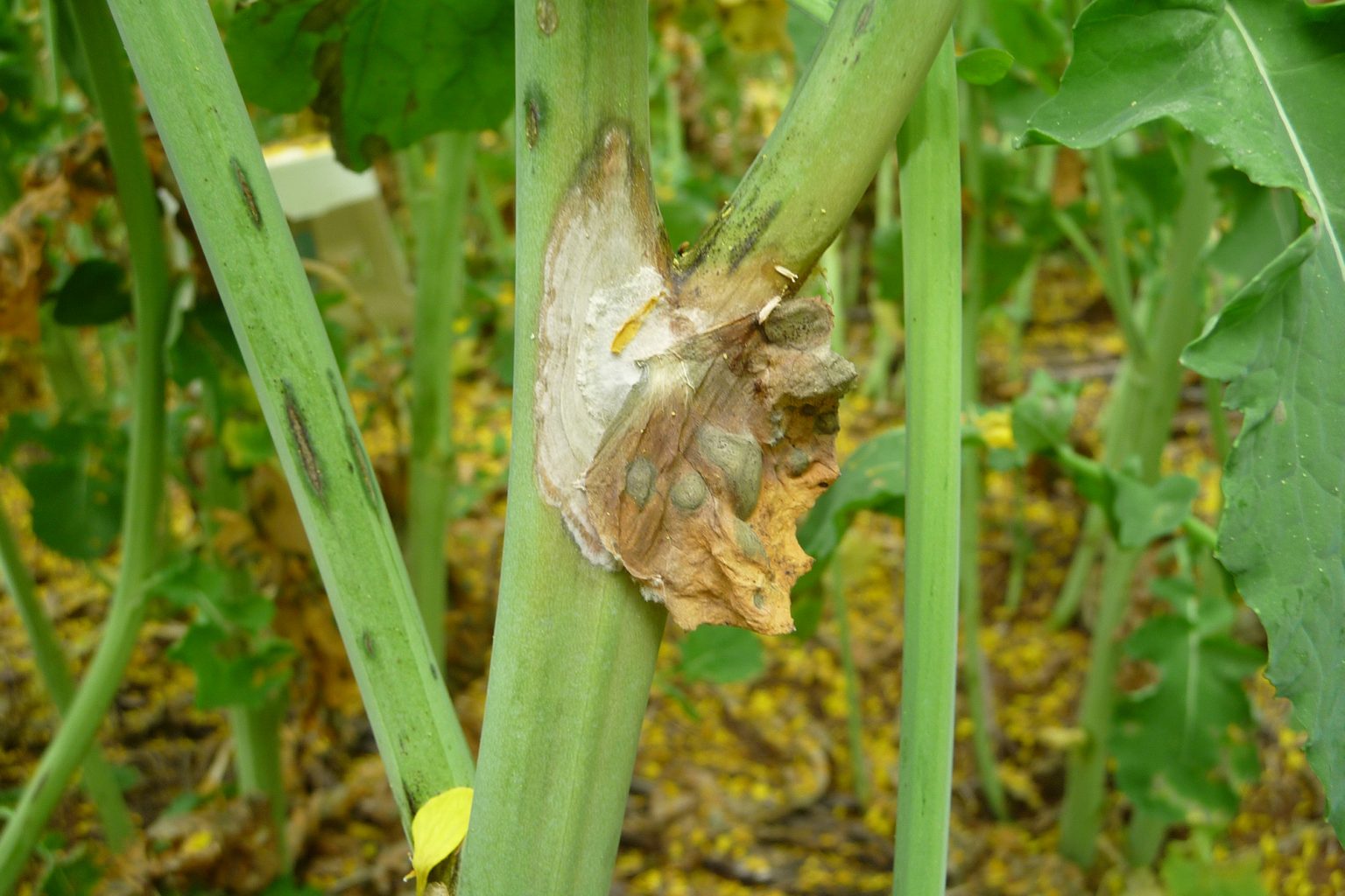 Sclerotinia stem rot of canola in 2016 Cesar Australia
