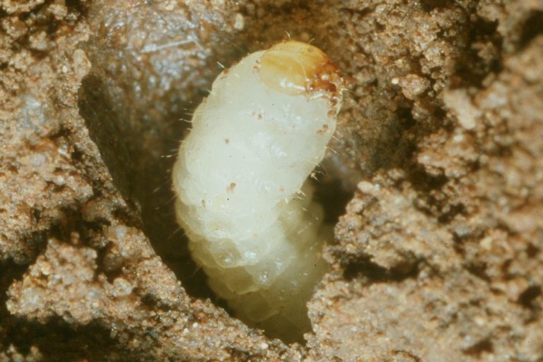 Sitona weevil larva Cesar Australia