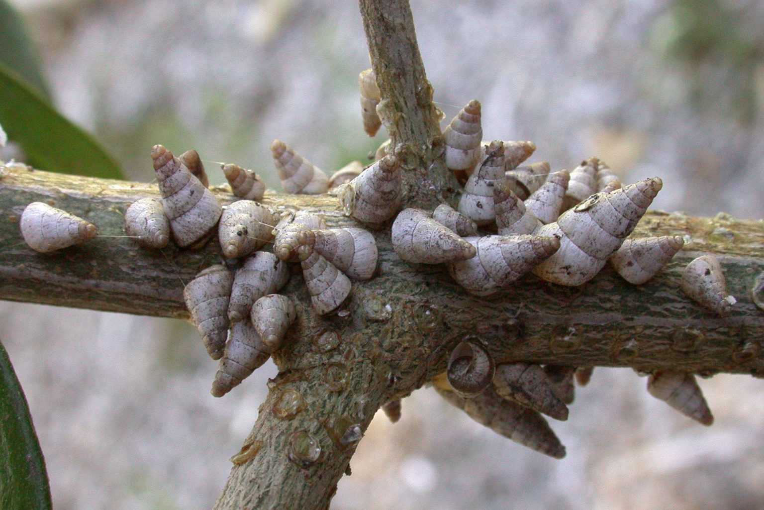 Small pointed snail Cesar Australia
