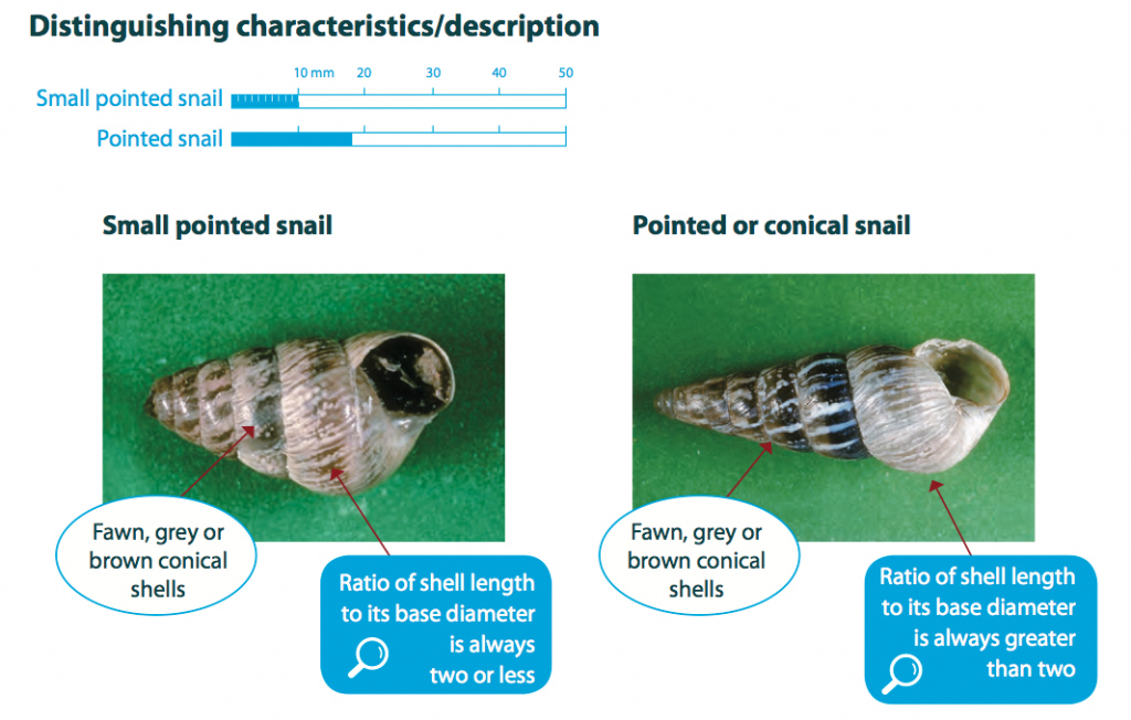 Small Pointed Snail Cesar Australia