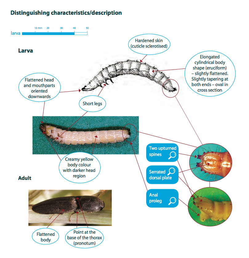 True wireworm – Cesar Australia