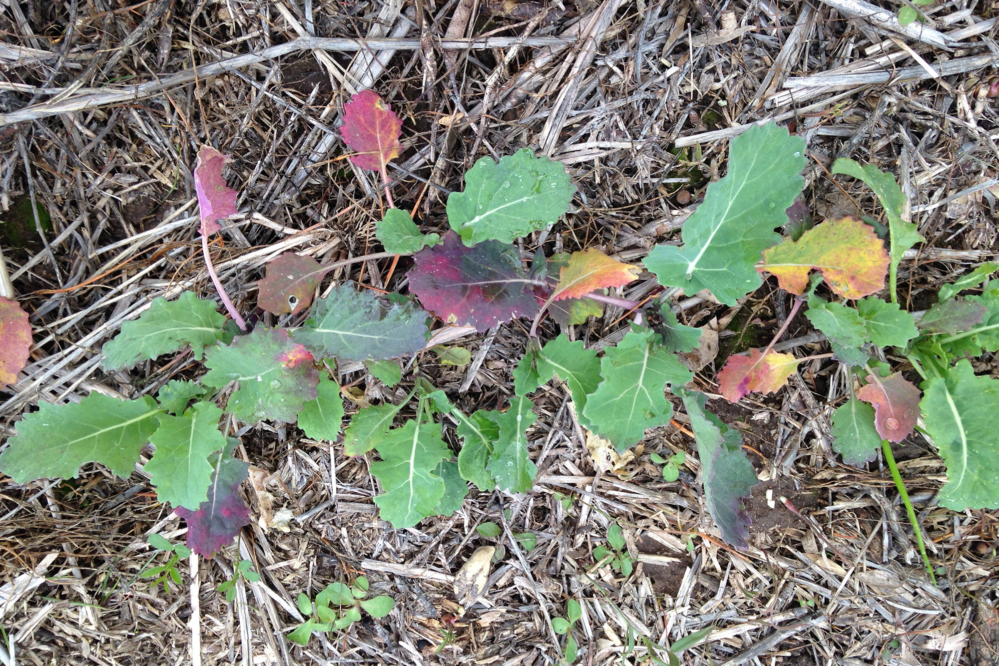 Turnip Yellows Virus present in some canola paddocks Cesar Australia