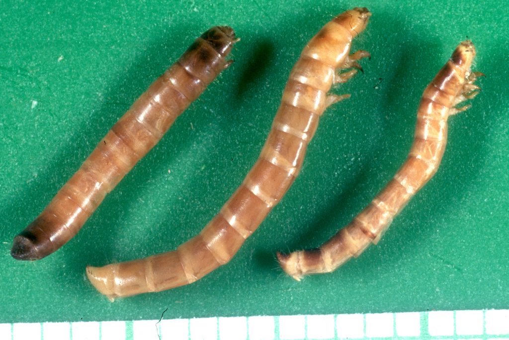 False Wireworm