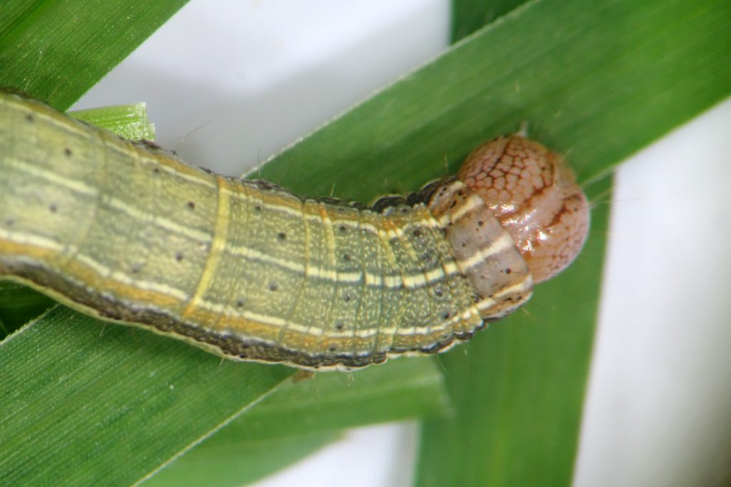 Night Feeders Armyworm And Cutworm Cesar Australia