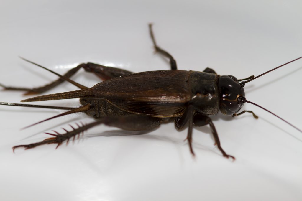 Medium Live Crickets (10 – 20mm) - Bugs Alive QLD