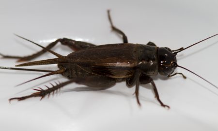 giant black grasshopper