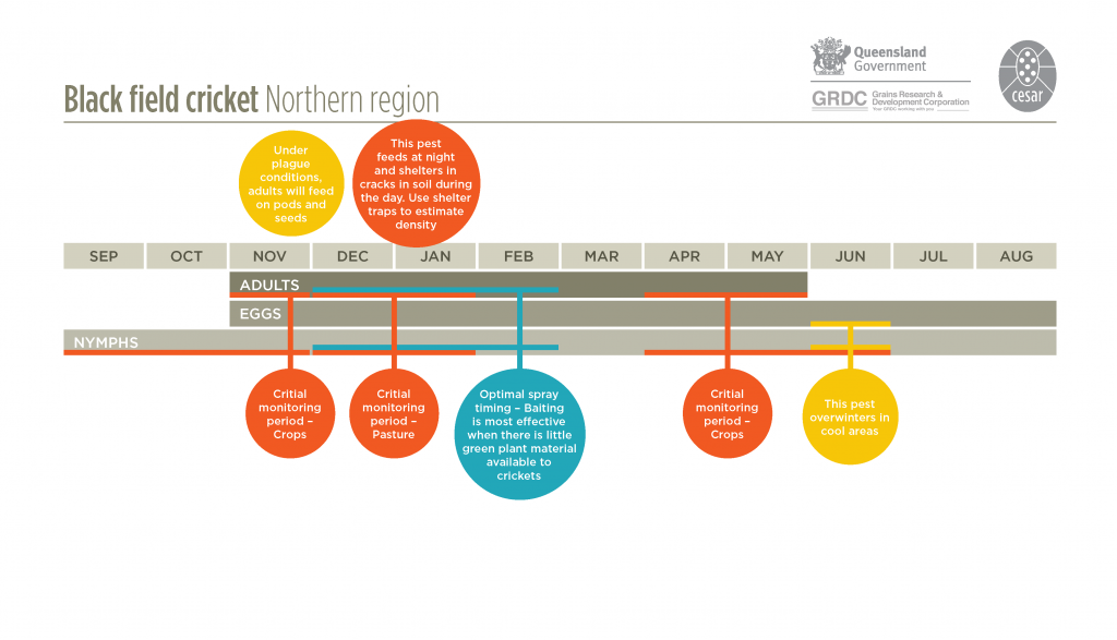 cricket life cycle