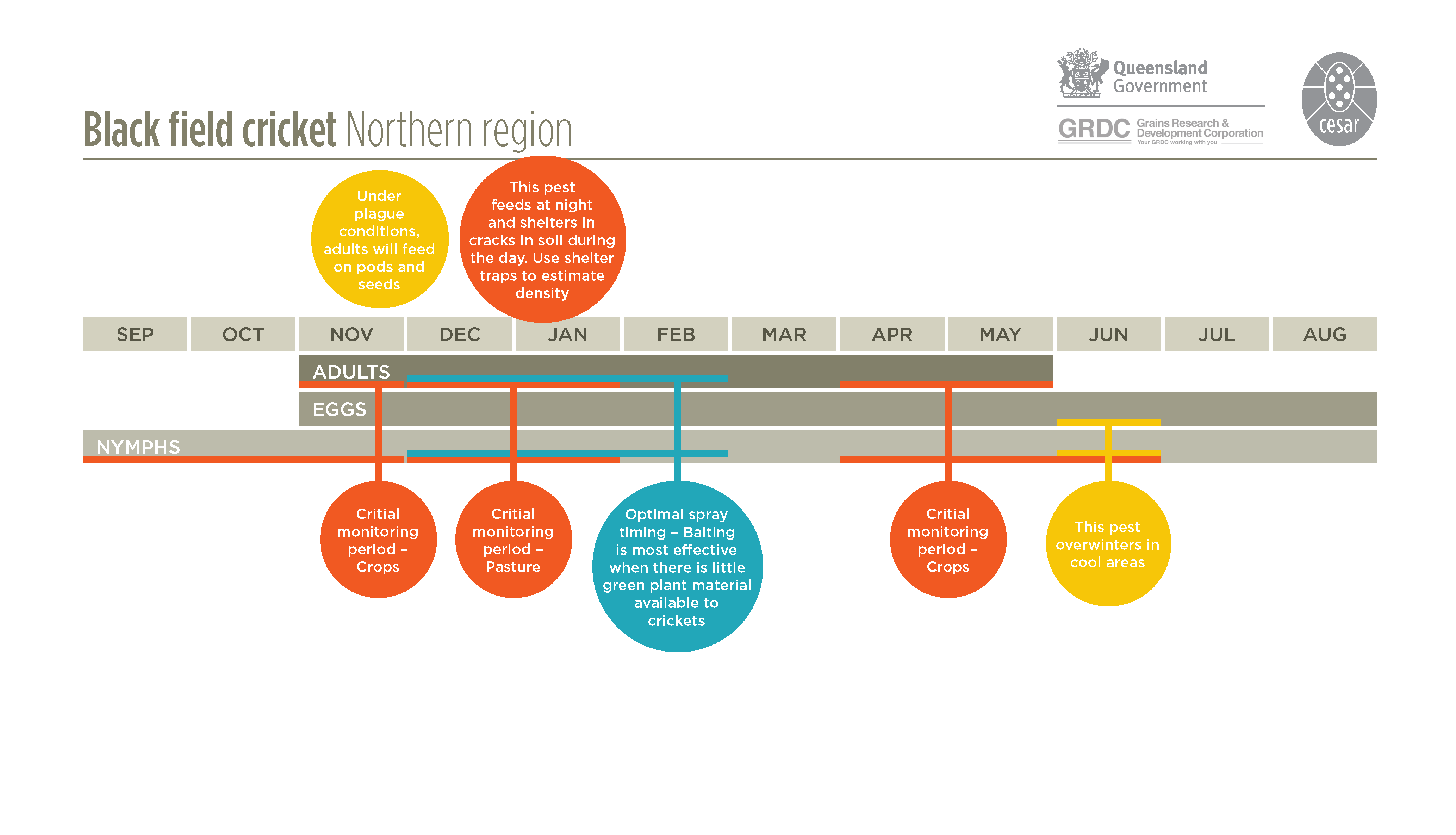 Black field cricket Cesar Australia