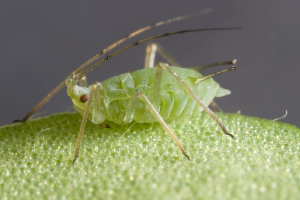 Bluegreen aphid – Cesar Australia