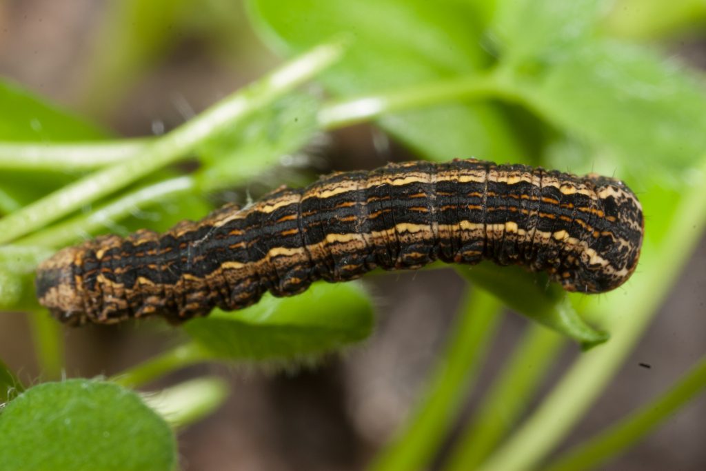 More and more caterpillars Cesar Australia