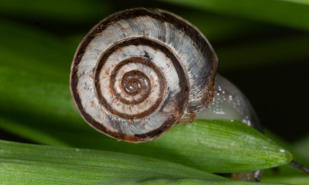 are snails bad for dogs australia