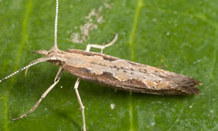 Diamondback Moth - Prevention and Control