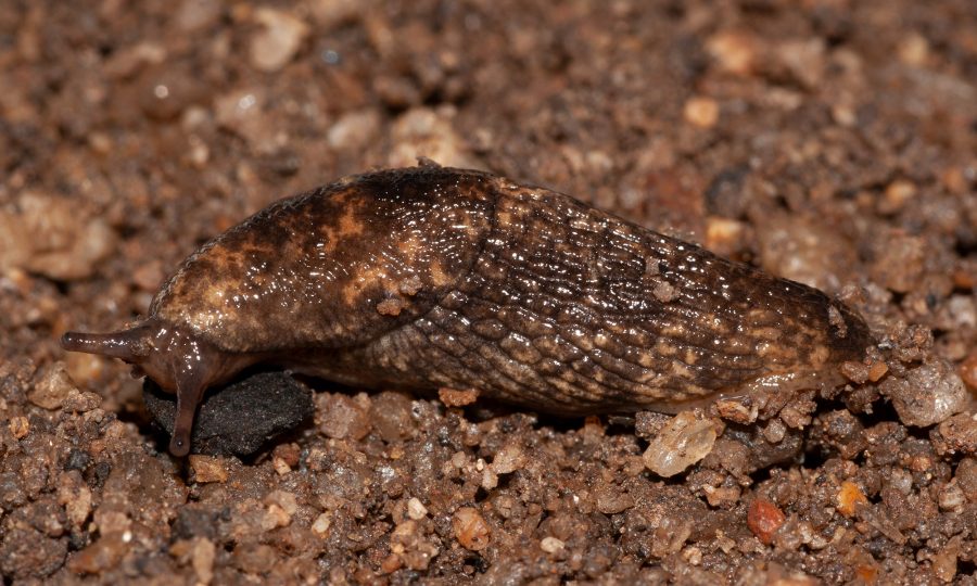 Slugs Cesar Australia