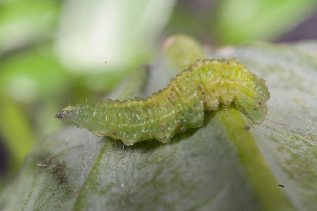 Hoverflies – cropping's gift to urban gardens – Cesar Australia