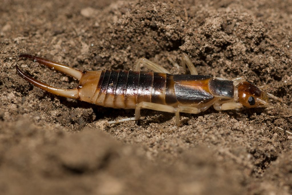 Brown earwig shop