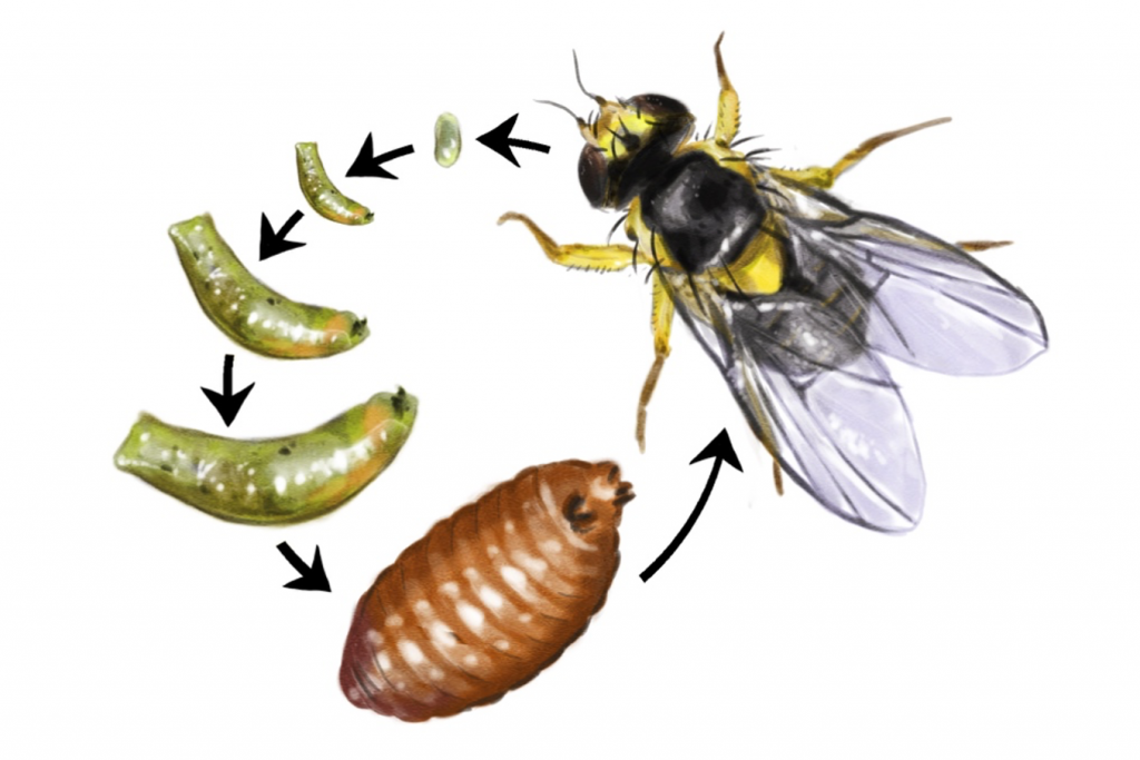 leaf miner life cycle