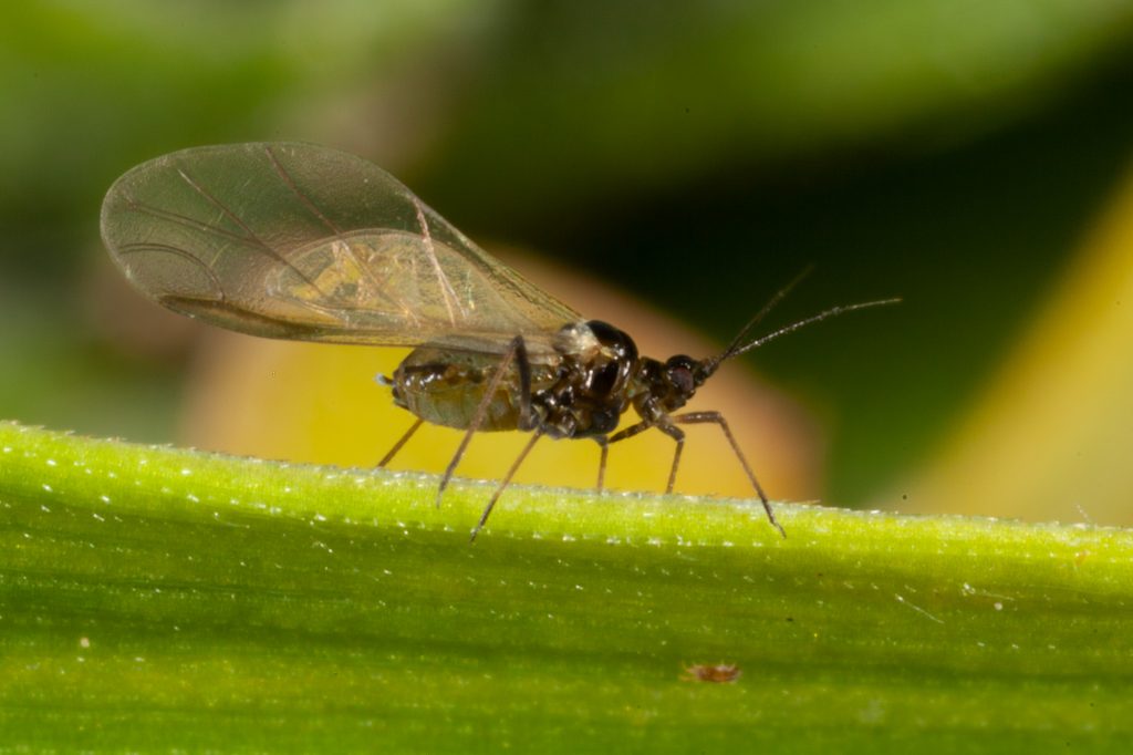 Black Aphids With Wings